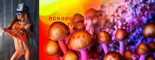 шишки Арсеньев